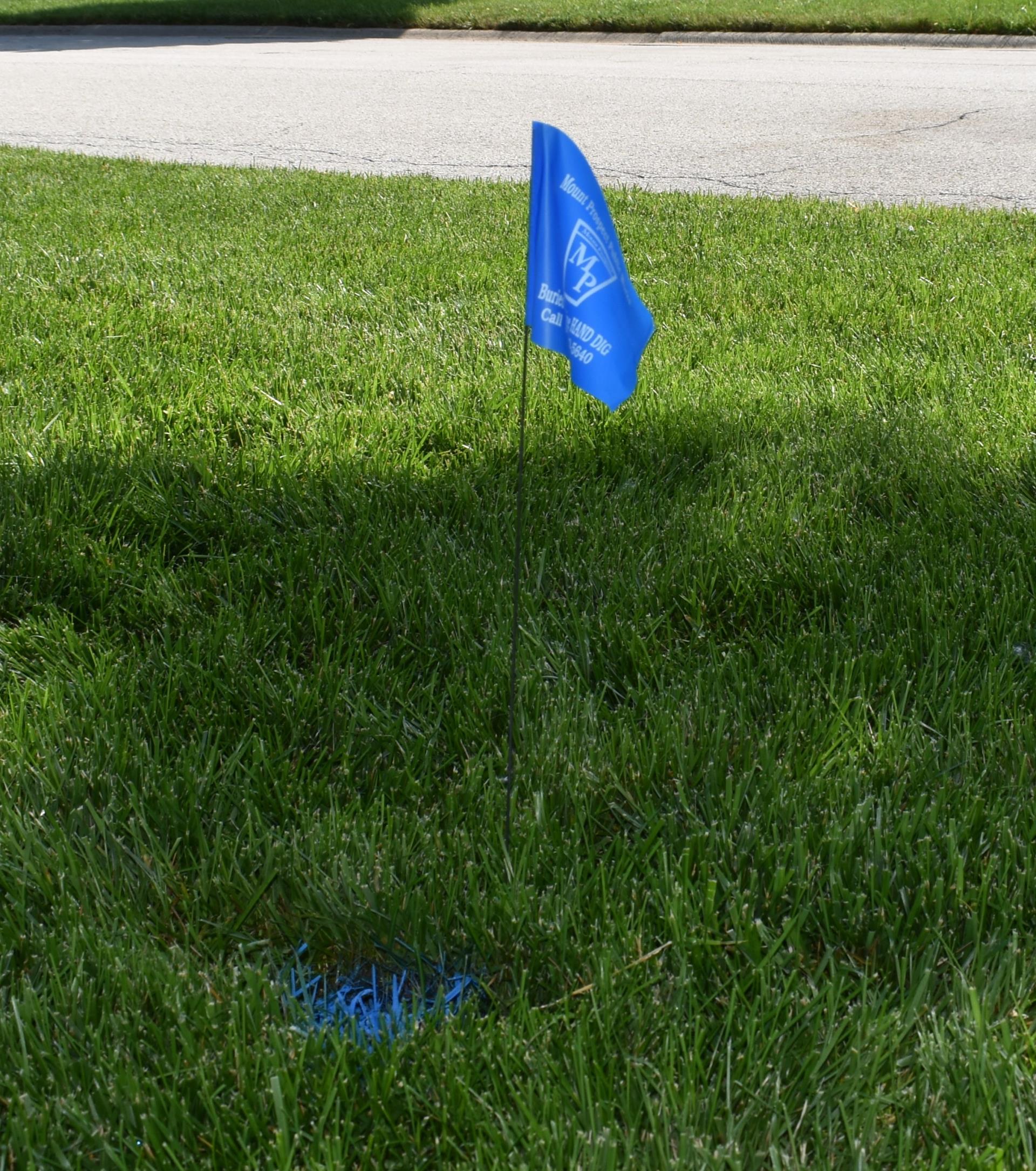 A blue flag stands upright in a patch of green grass
